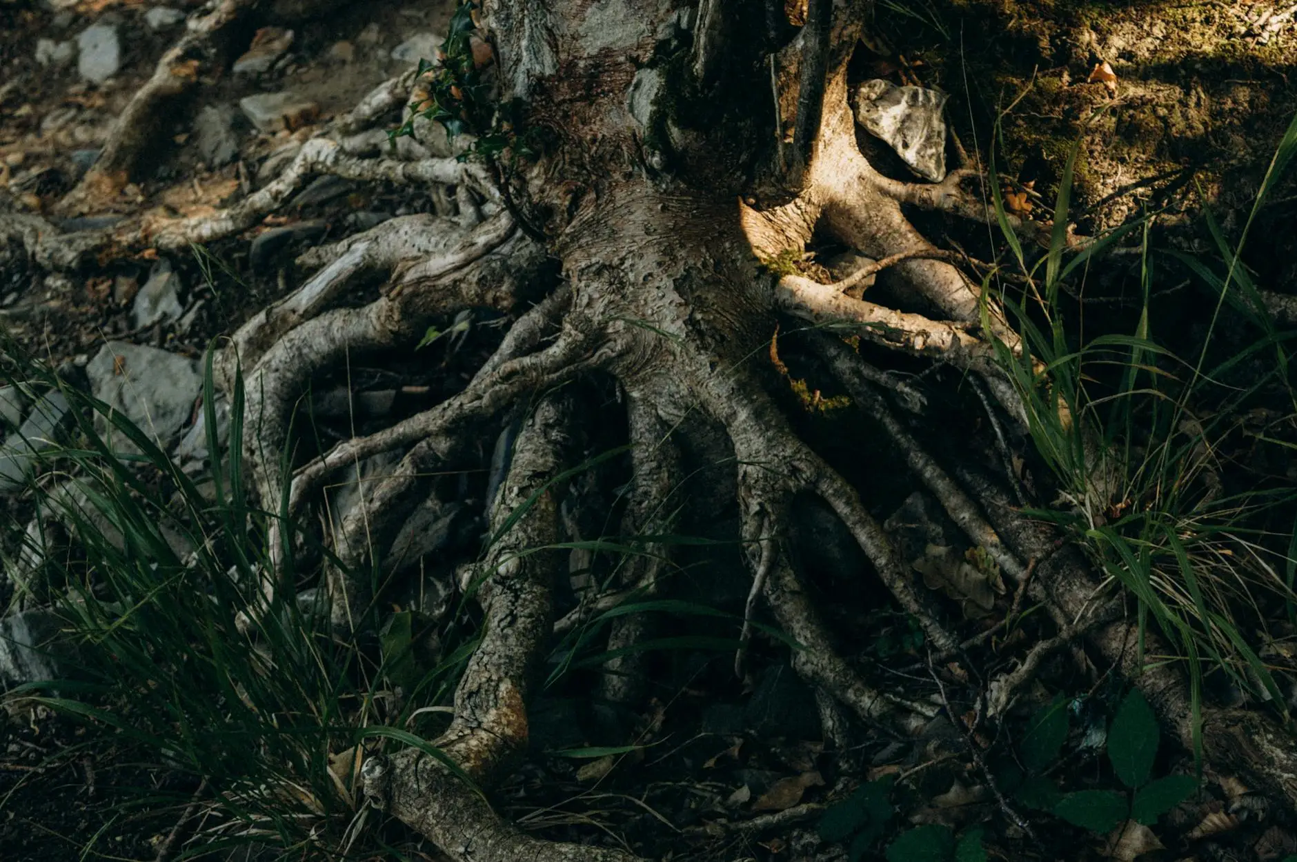 블랙마카 선택 가이드 | 전문가 추천 기준 완벽 정리